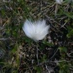 Eriophorum scheuchzeri Çiçek