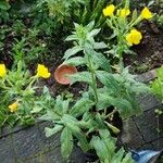 Oenothera parvifloraBlomst