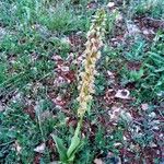 Orchis anthropophora অভ্যাস