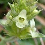 Sideritis hyssopifolia Flor
