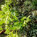 Helleborus foetidus Hoja