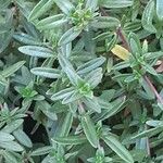 Satureja hortensis Leaf