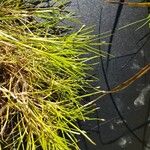 Isolepis fluitans Çiçek