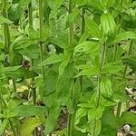 Pycnanthemum verticillatum Leaf