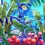 Sorbus aucupariaপাতা