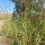 Arundo plinii Leaf