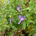 Trichostema dichotomum Kvet