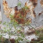 Asperula aristata Fleur