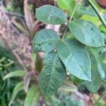Rosa laevigata Leaf