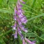 Vicia craccaKukka