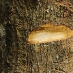 Cussonia brieyi Casca