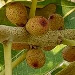Ficus cordata Fruto