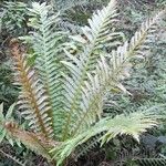 Blechnum brasiliense Pokrój