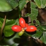 Coffea canephora 果實