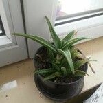 Aloe vera 葉