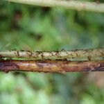 Nephrolepis undulata Blatt