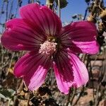 Malva assurgentifloraफूल