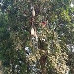 Kigelia africana Diğer