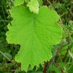 Rubus alceifolius Liść