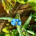 Commelina erectaFlower