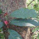 Heisteria parvifolia Flower