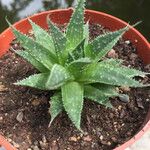 Aloe aristataBlad