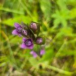 Gentianella amarella Flor