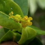 Euphorbia hyberna Lorea