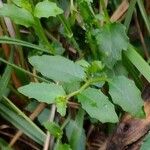 Lobelia purpurascens Leaf