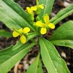 Erysimum cheiranthoidesफूल