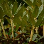 Rhododendron taliense Leaf