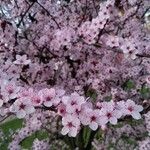 Prunus cerasifera Blüte
