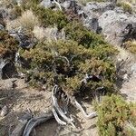 Juniperus monticola Агульны выгляд