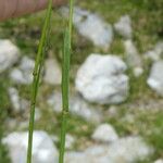 Poa alpina خشب