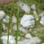 Poa alpina Corteccia