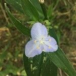 Tradescantia reverchonii Blüte