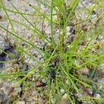 Eleocharis ovata Fuelha