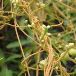 Cassytha filiformis Fruit