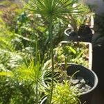 Cyperus haspan Blad