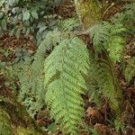 Asplenium hypomelas Blad