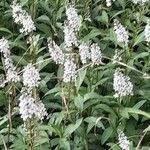 Lysimachia clethroides Habitat