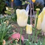 Tulipa spp. ᱵᱟᱦᱟ