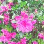 Rhododendron kiusianum Λουλούδι