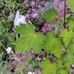 Acer glabrum Foglia