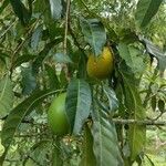 Pouteria caimito Fruit