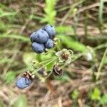 Rubus caesius Frugt