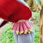 Musa acuminata Fleur