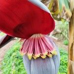 Musa acuminata Floro