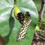 Aristolochia pilosa Blodyn