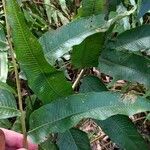 Thelypteris reticulata Лист